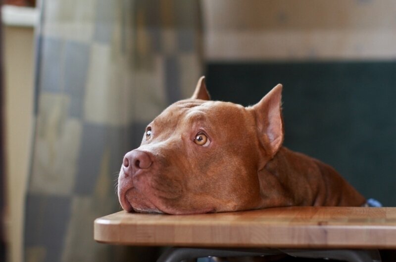 brown pitbull resting on table