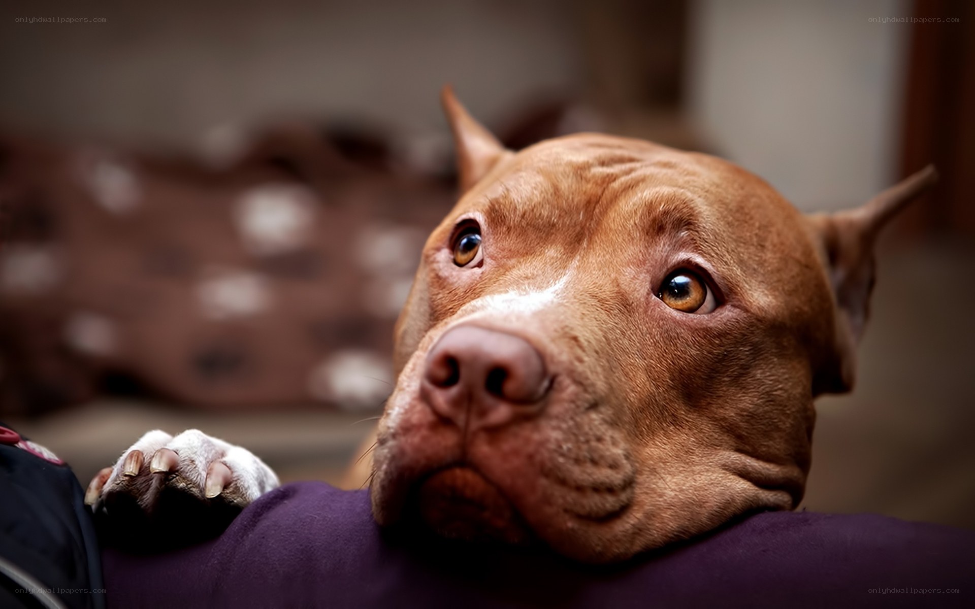 brown pitbull resting