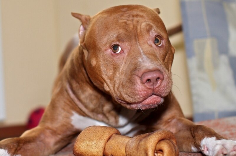 brown pitbull with bone