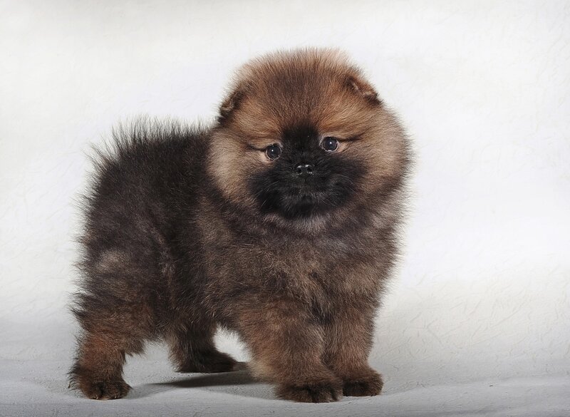 Brown Pomeranian Puppy