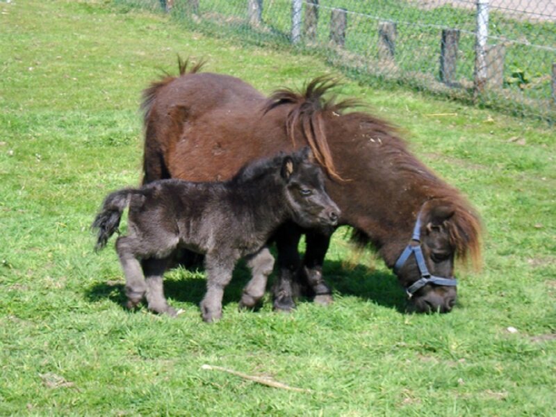 Brown Pony and Foal