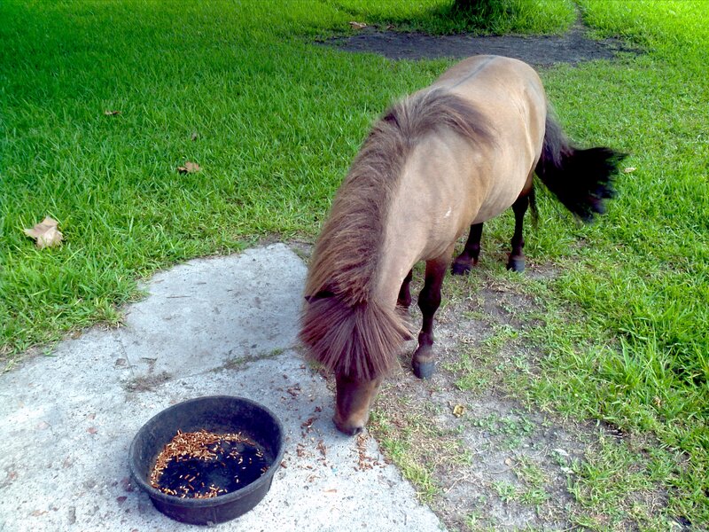 Brown Pony Eating