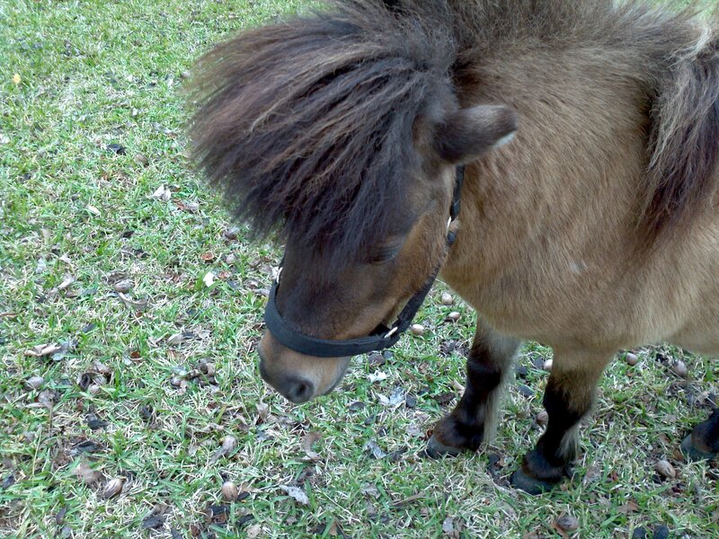 Brown Pony Grazing — Calm, Afternoon