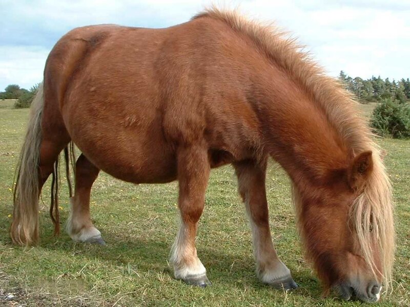 Brown Pony Grazing — Calm