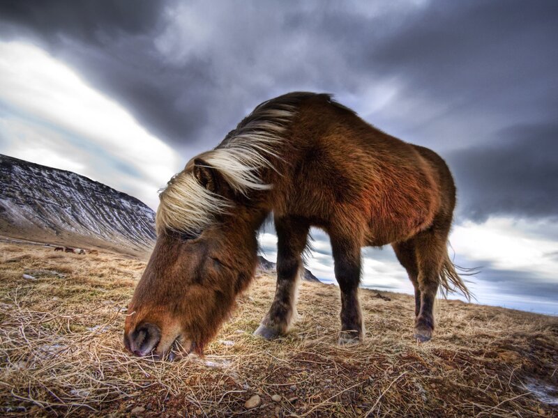 Brown Pony Grazing — Dramatic