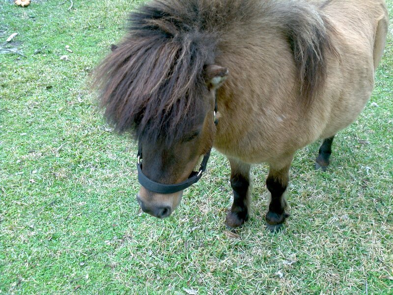 Brown Pony Grazing — Green, Calm