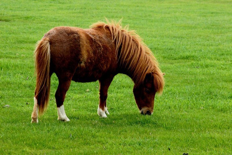Brown Pony Grazing — Green