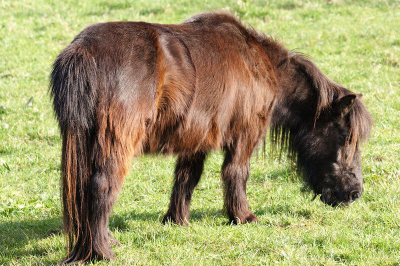 brown pony grazing in field