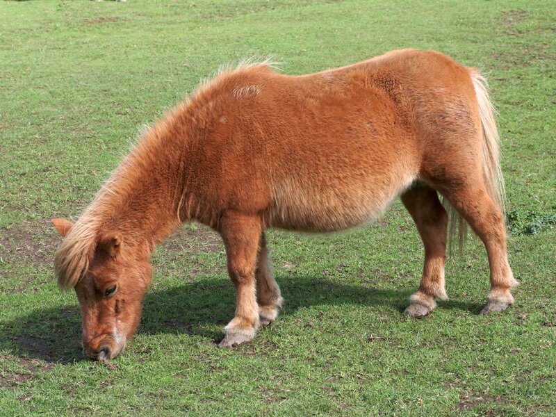 Brown Pony Grazing