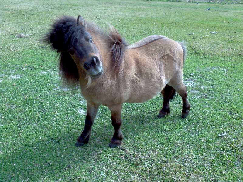 Brown Pony in Field — Green