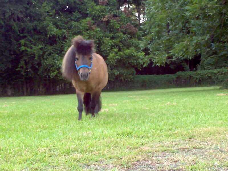 Brown Pony in Field