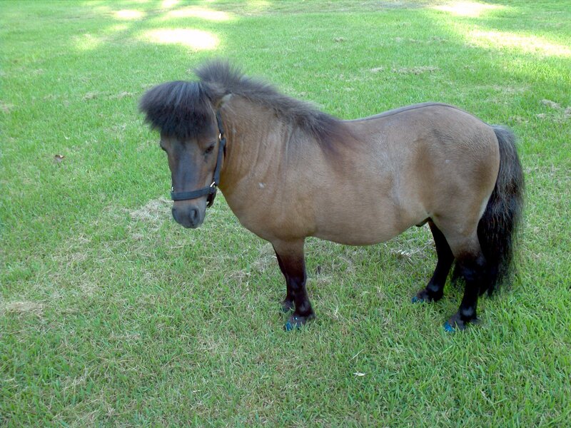 Brown Pony in Grass — Green