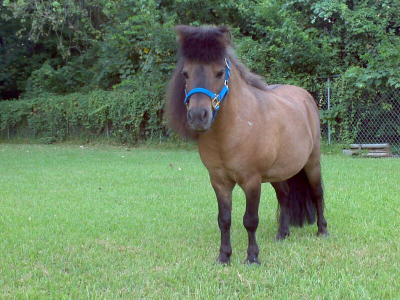 Brown Pony in Grass