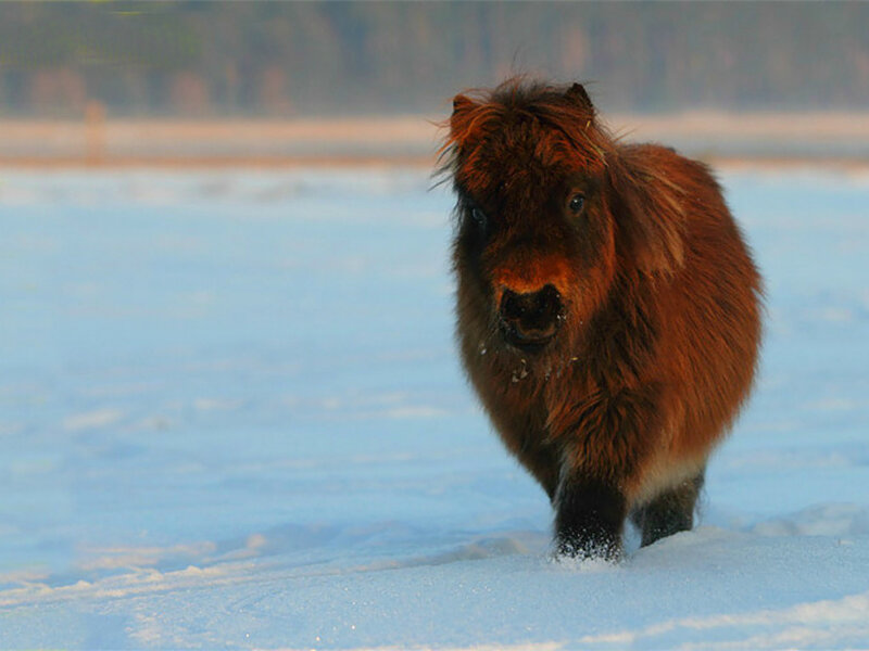 Brown Pony in Snow — Calm