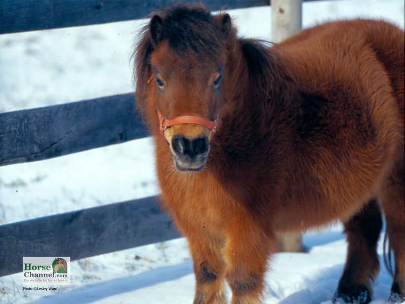 Brown Pony in Snow — Calm, Winter