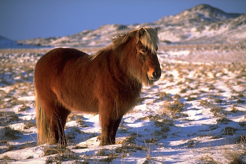 Brown Pony in Snow