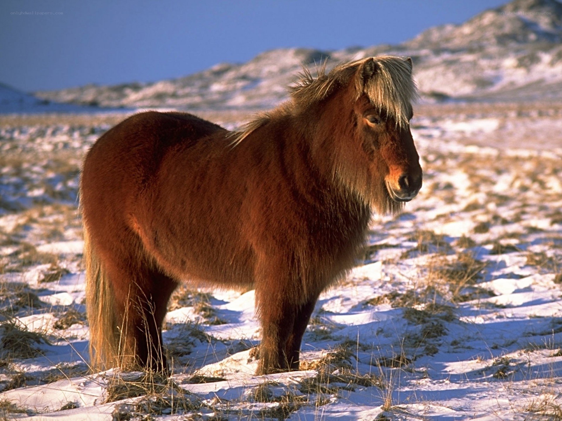 Brown pony in snowy field