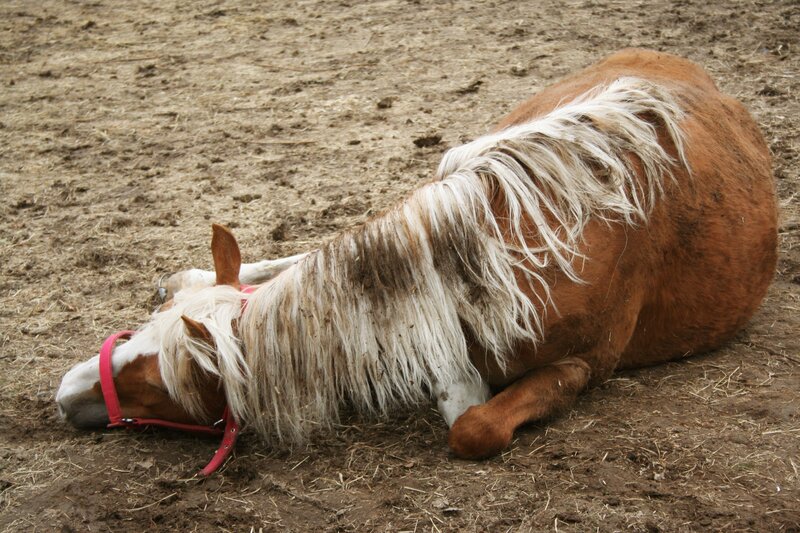 Brown Pony Lying Down