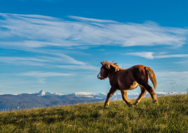 Brown Pony Running — Blue