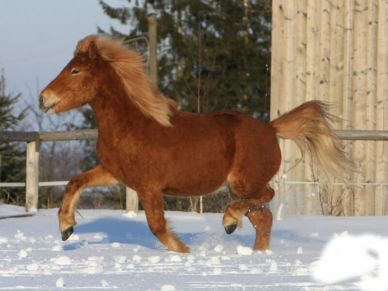Brown Pony Running