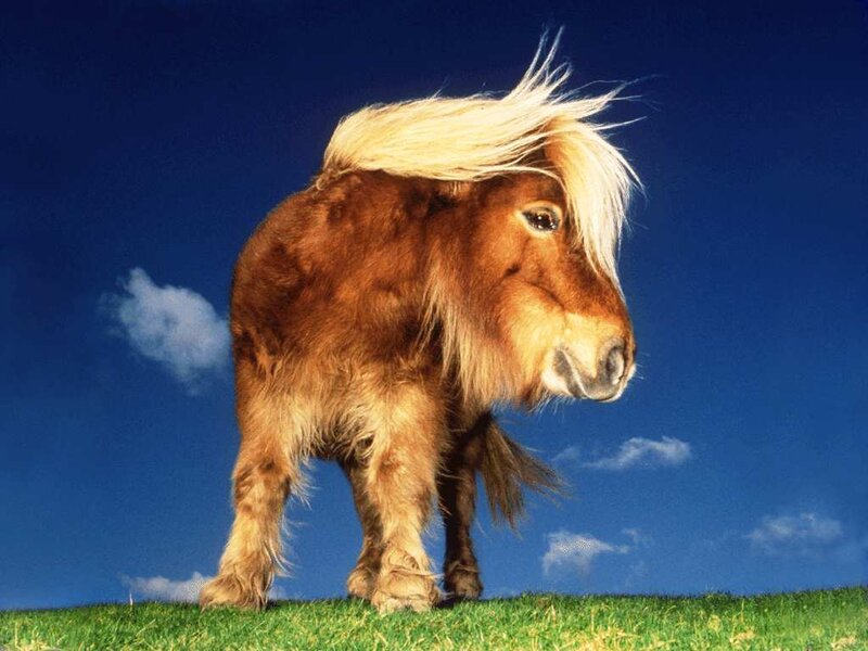 Brown Pony with Blonde Mane