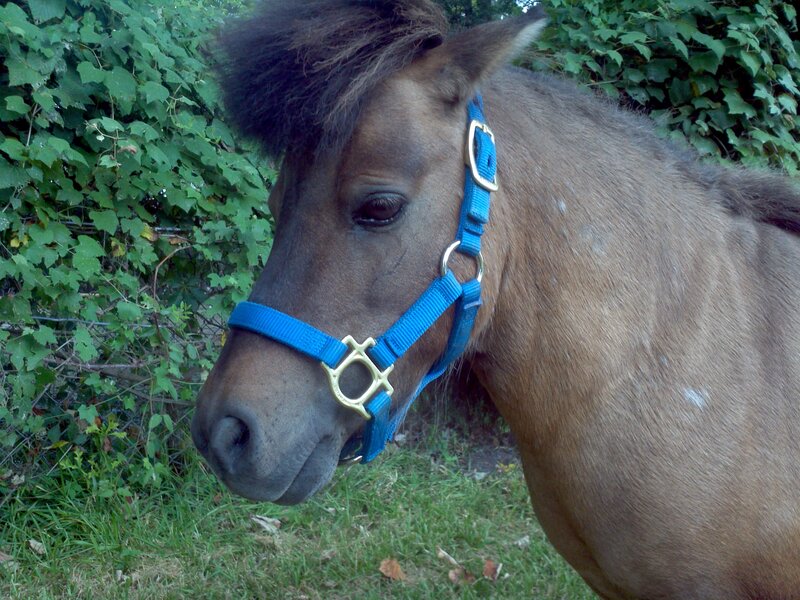 Brown Pony with Blue Halter