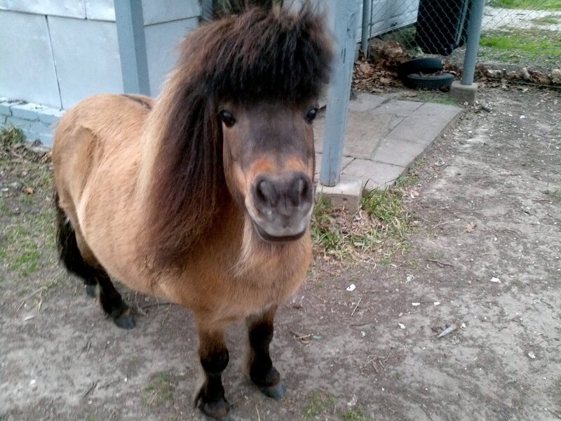 Brown Pony with Dark Mane