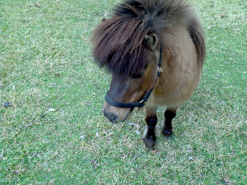 Brown Pony with Mane