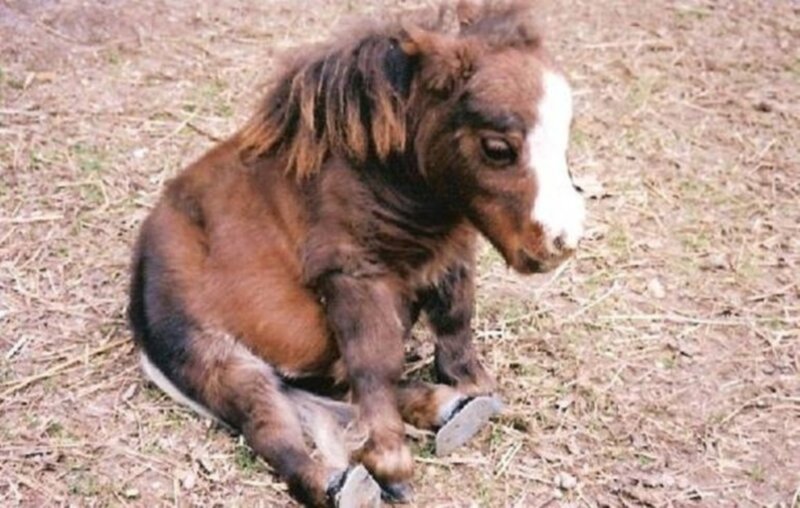 Brown Pony with White Blaze