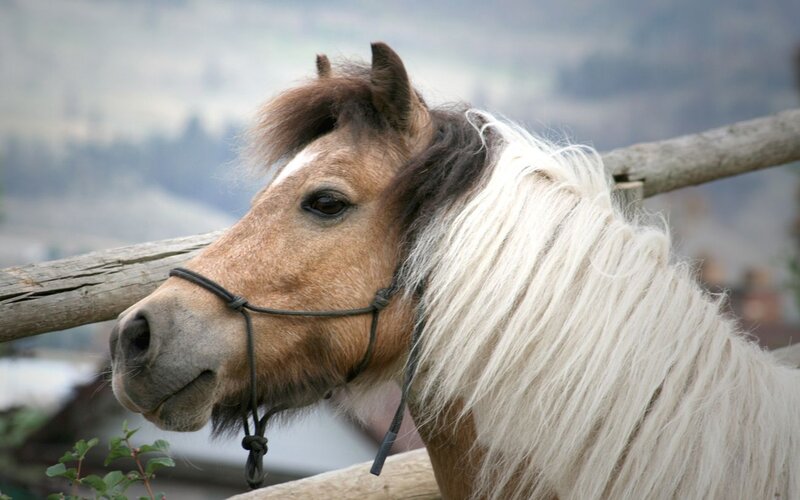 Brown Pony with White Mane — Calm