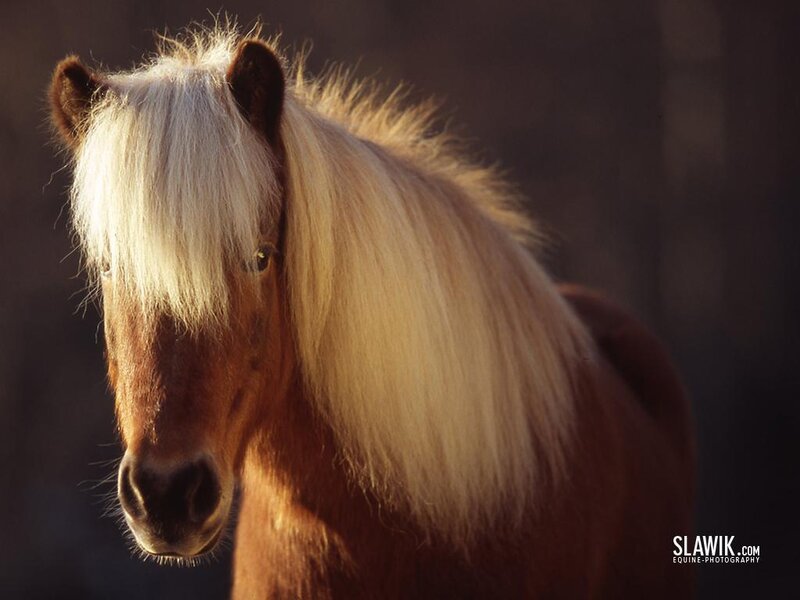Brown Pony with White Mane