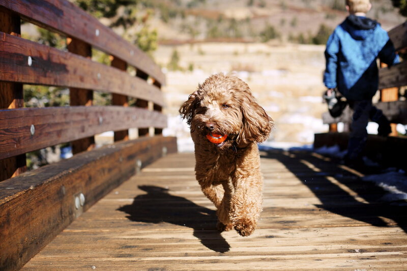 Brown Poodle Dog — Active, Afternoon