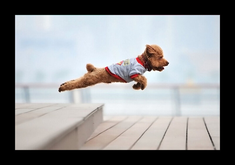 Brown Poodle Dog — Active, Photograph