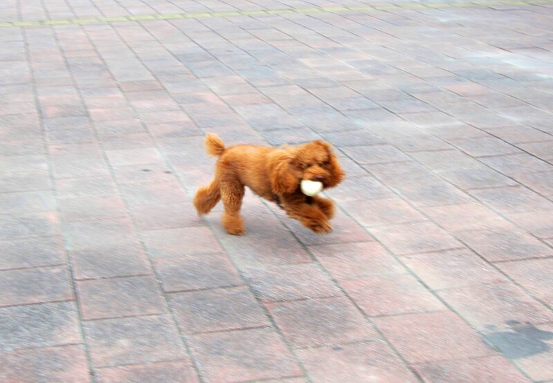 Brown Poodle Dog — Active