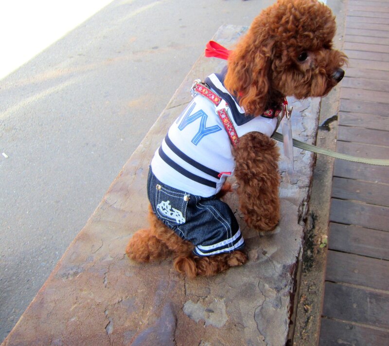 Brown Poodle Dog — Calm, Afternoon, Photograph