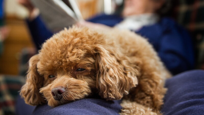 Brown Poodle Dog — Calm, Photograph, Person