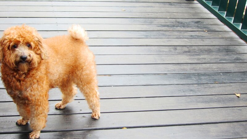 Brown Poodle Dog — Calm, Photograph