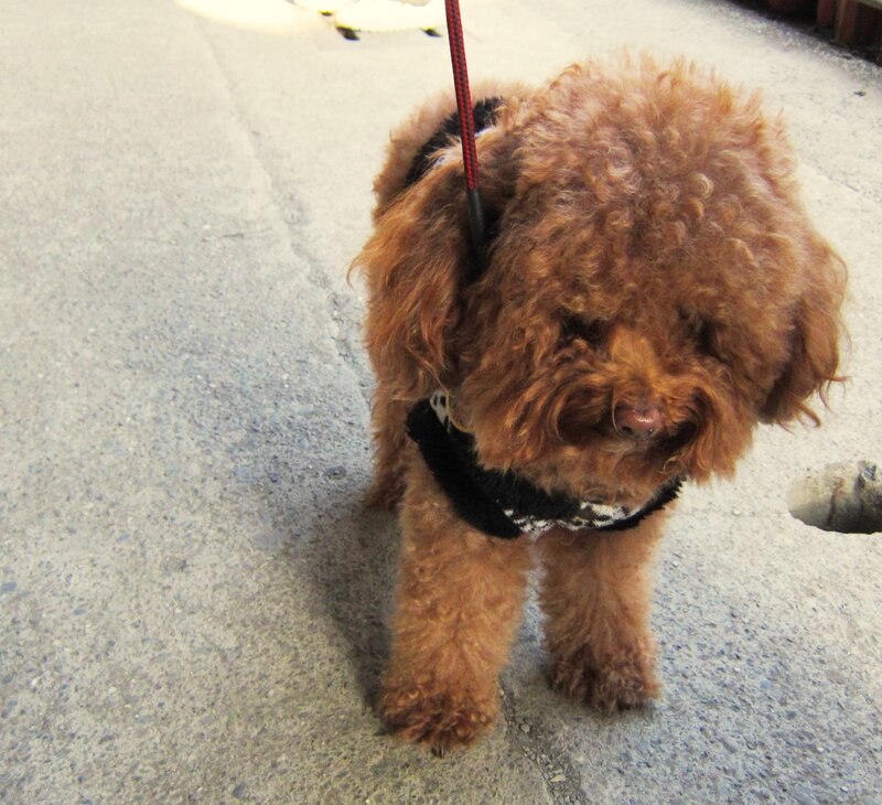 Brown Poodle Dog — Calm