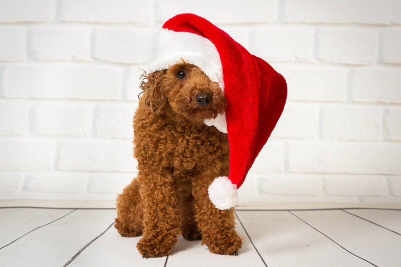 Brown Poodle Dog — Festive