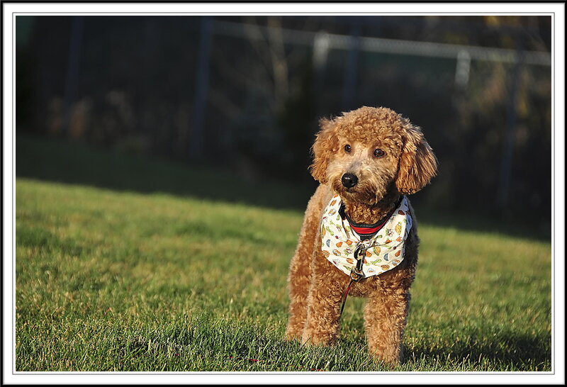 Brown Poodle Dog — Green