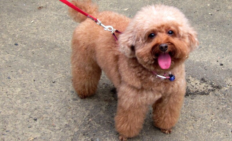 Brown Poodle Dog — Happy