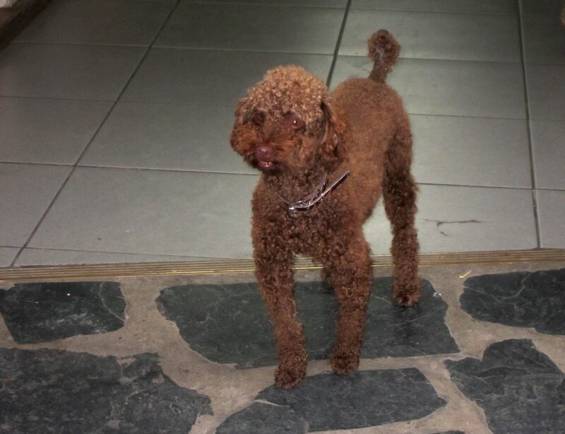 Brown Poodle Dog — Neutral, Photograph