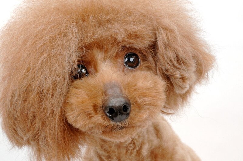 Brown Poodle Dog — Neutral, Photograph, White Background