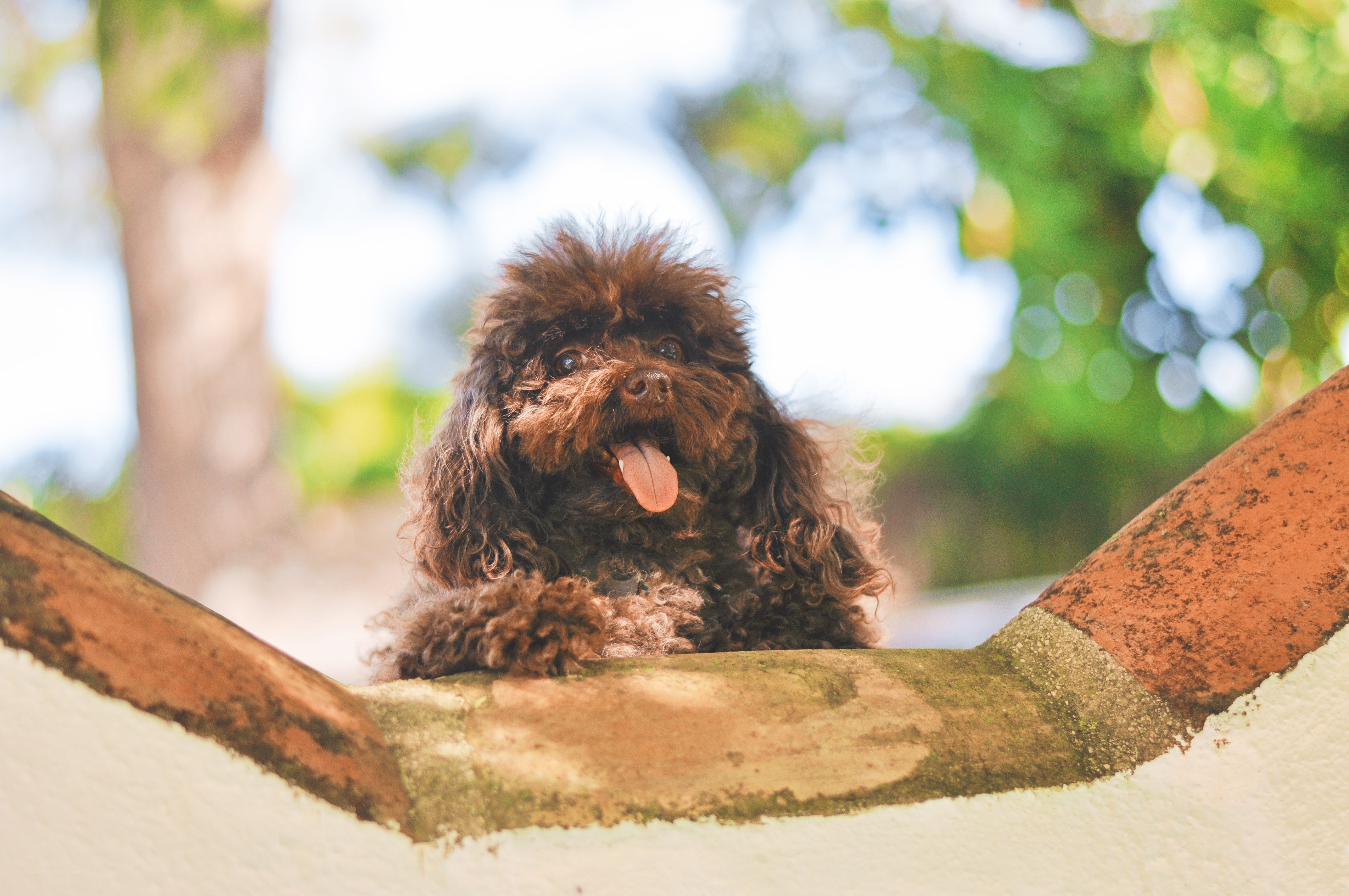 brown poodle dog outdoors