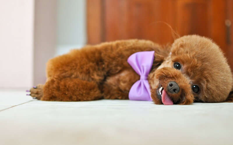 Brown Poodle Dog — Playful