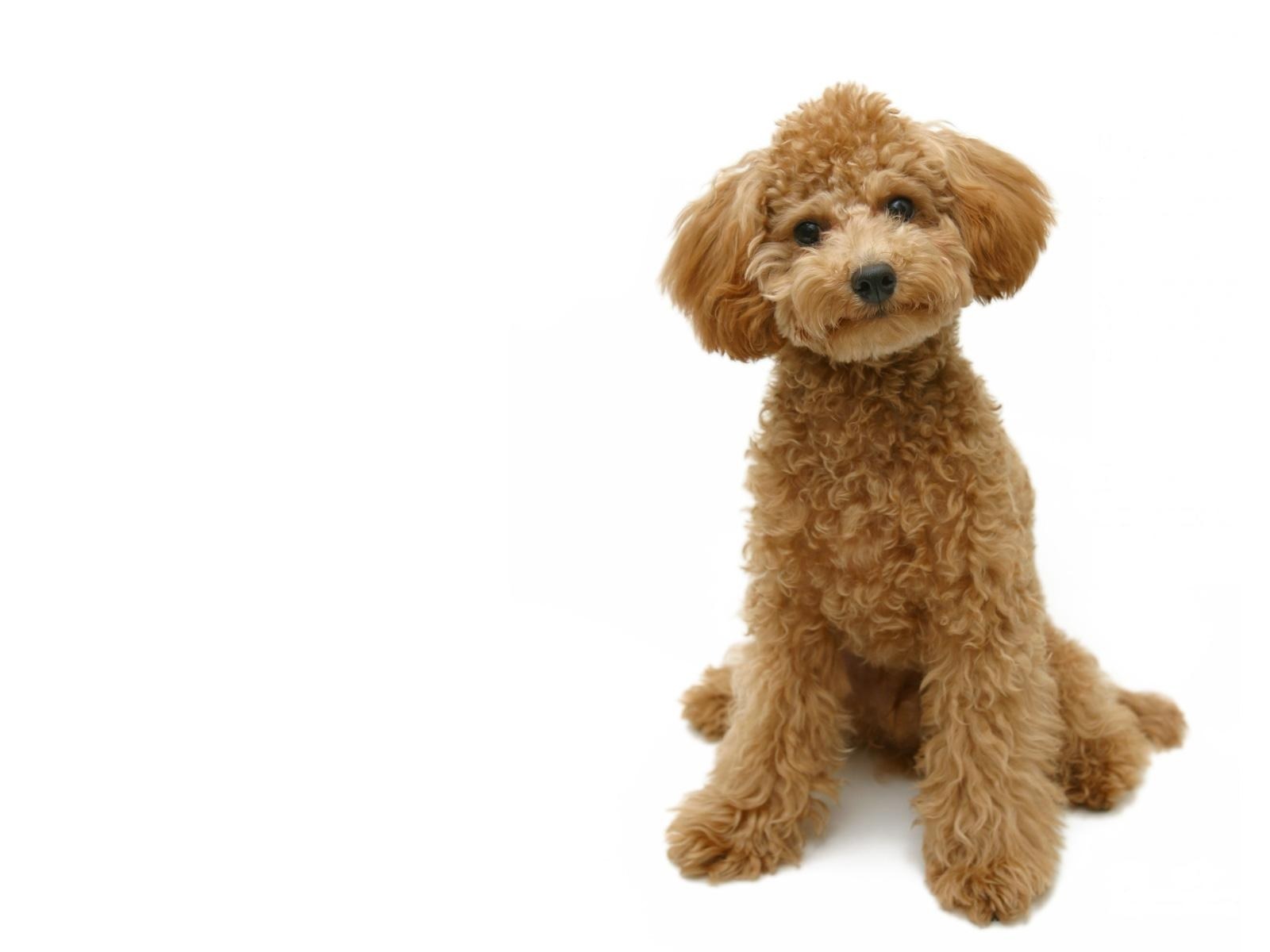 brown poodle dog sitting