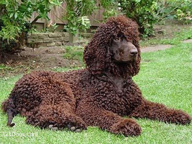 Brown Poodle Dog