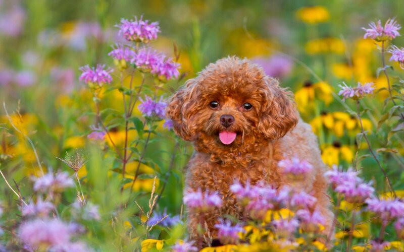 Brown Poodle in Flowers