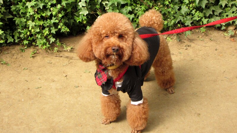 Brown Poodle in Suit