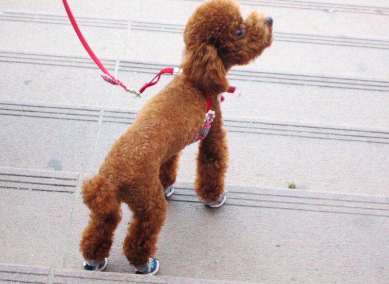 Brown Poodle on Leash